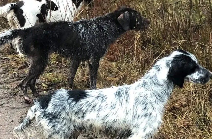 Lydnadskurs Fyra lätta steg – Gävle